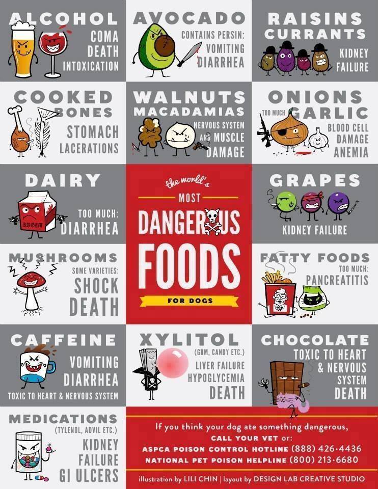 dangerous food for dogs