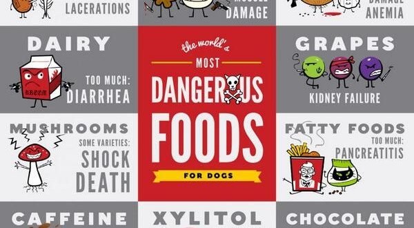 Stop! These Are Things You Should Never Feed To Your Dog