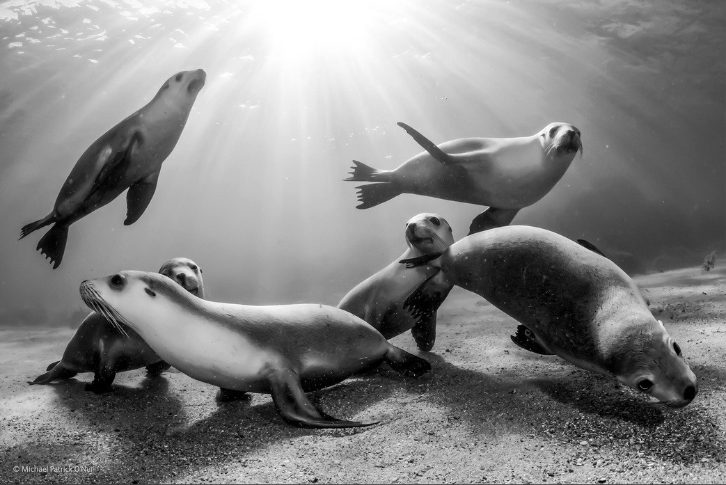 Australian sea lion pups - Michael Patrick O'Neill