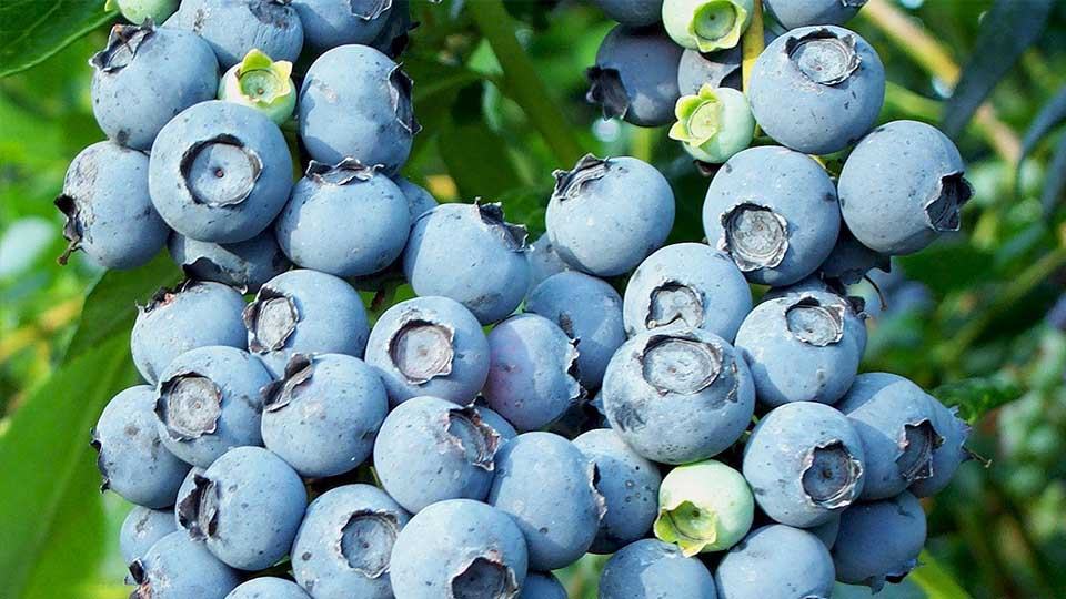 blueberries benefits of berries