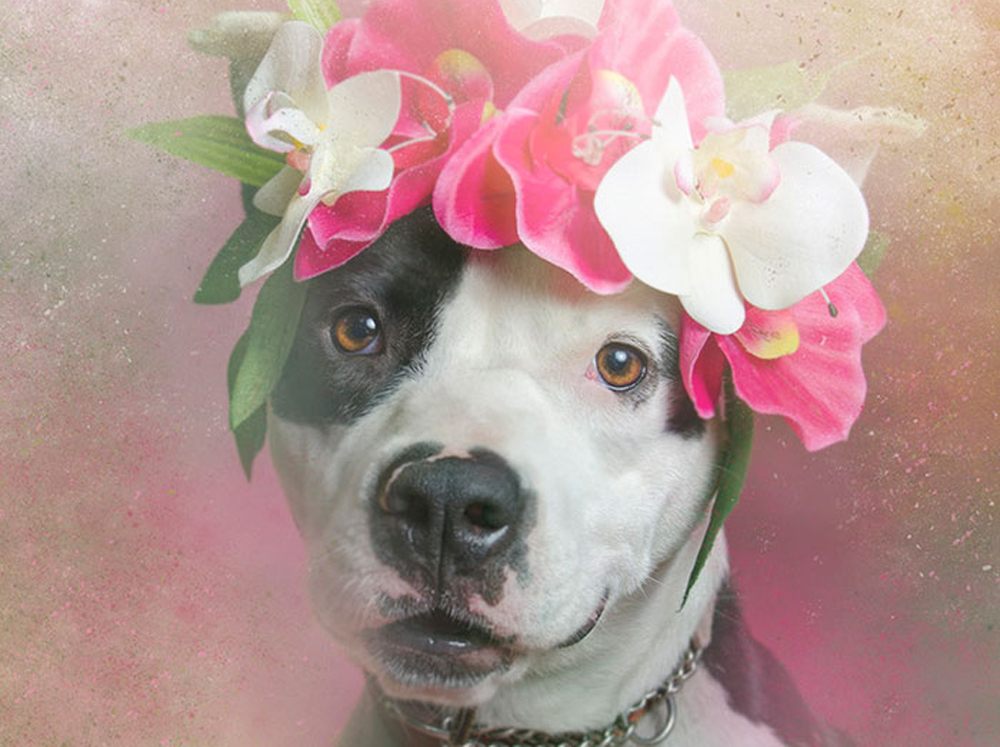 Pit Bulls In Floral Crowns: Would You Adopt A Pit Bull?