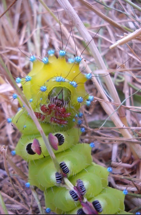 Great peacock moth caterpillar - Leela Channer.