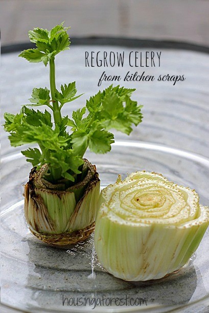Regrowing-Celery