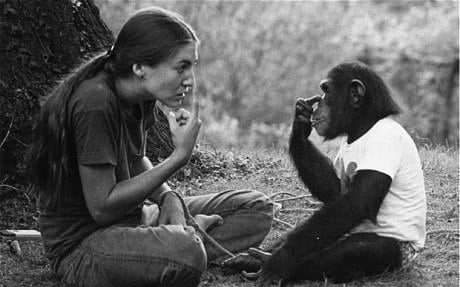 nim talking monkey