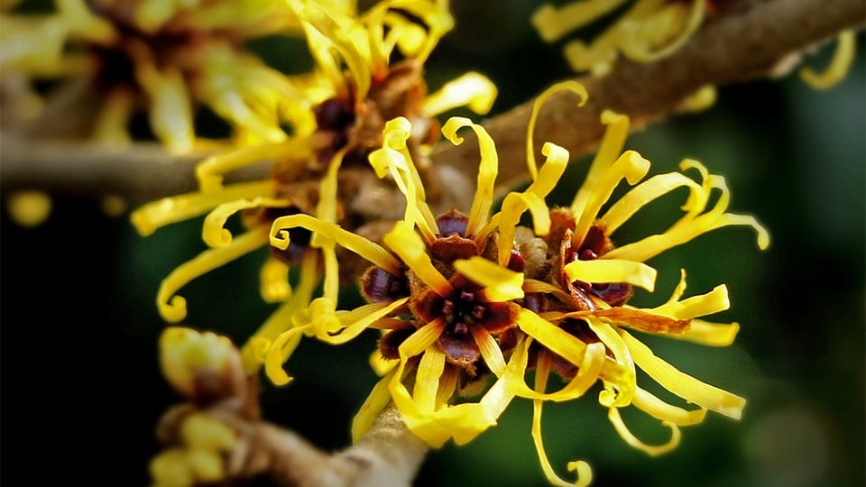 12 Uses for Witch Hazel You Need to Know