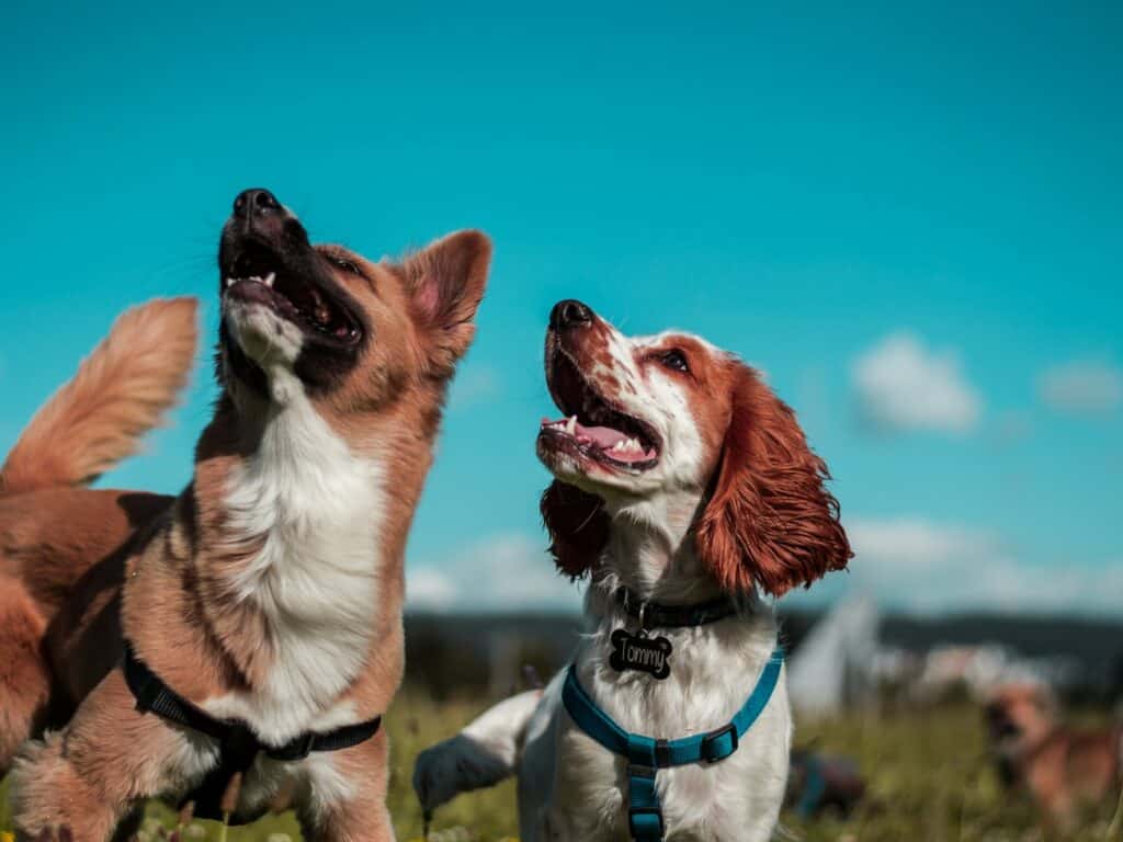 10 Reasons Why Dogs Are Man’s Best Friend