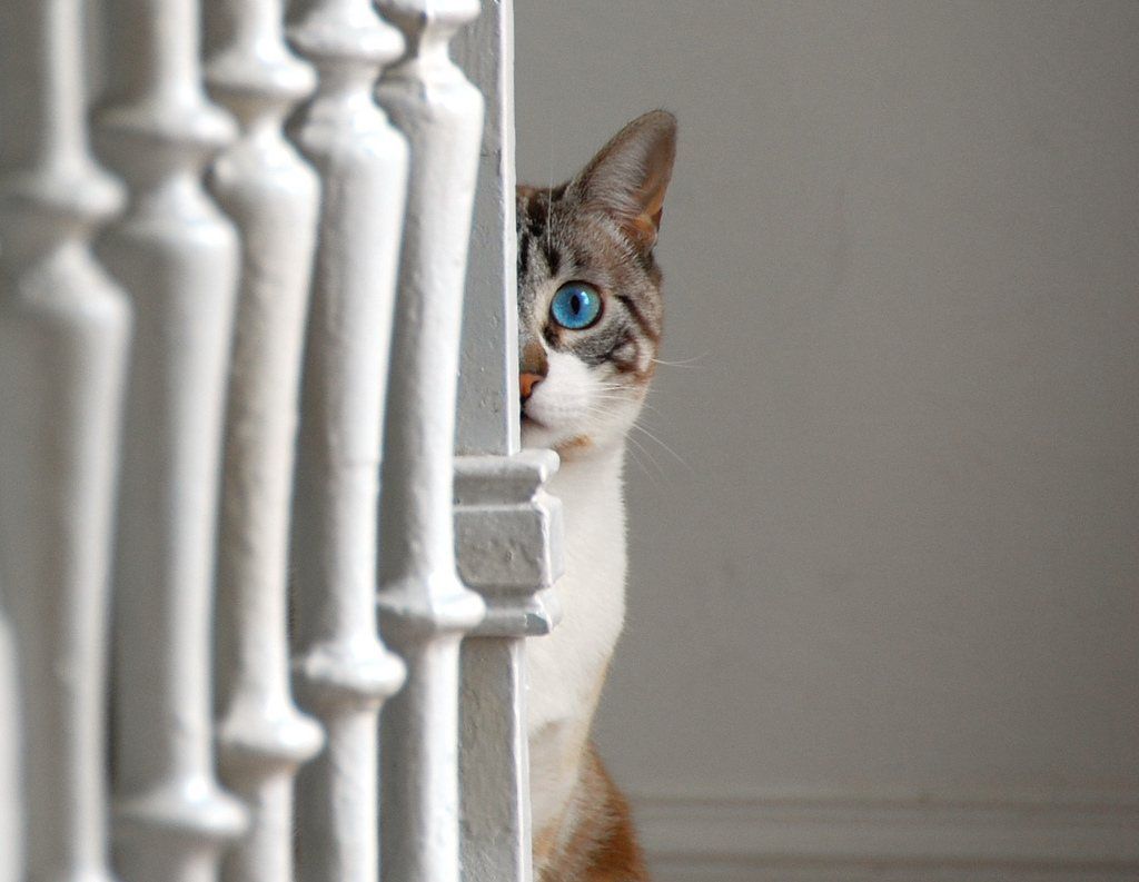 20 Things Only Cat People Would Understand