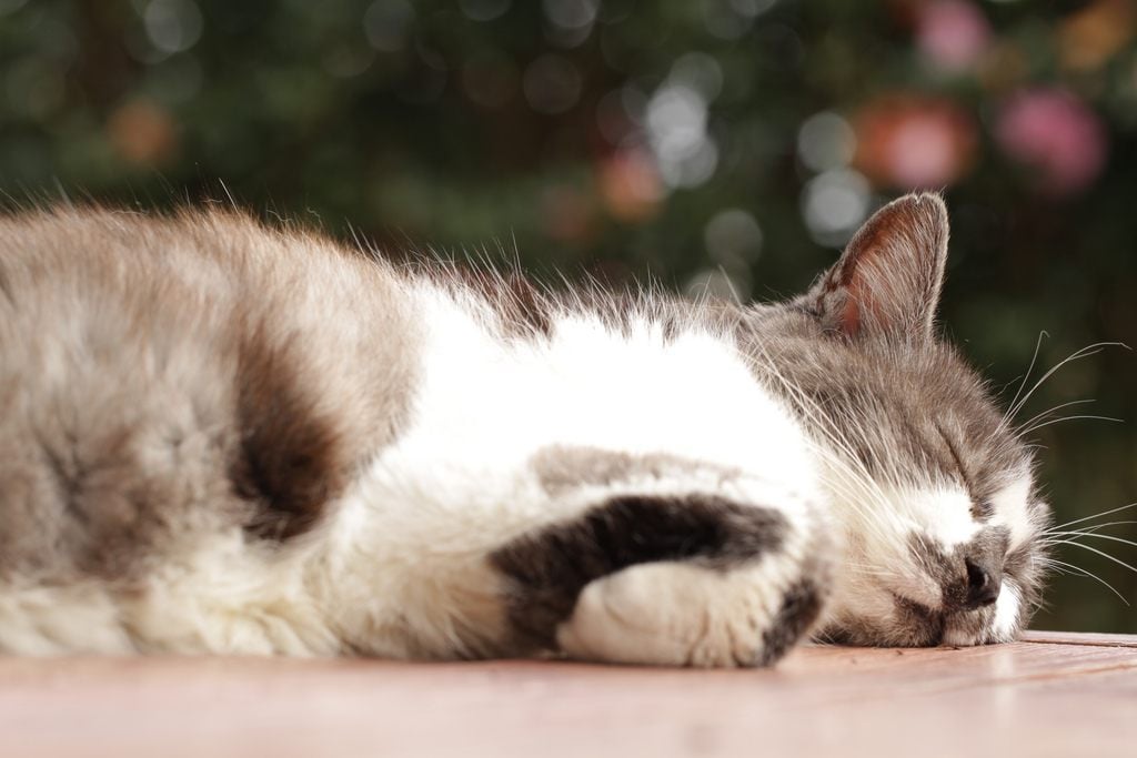 5 Reasons Why Naps Should Be A Mandatory Part Of Our Day