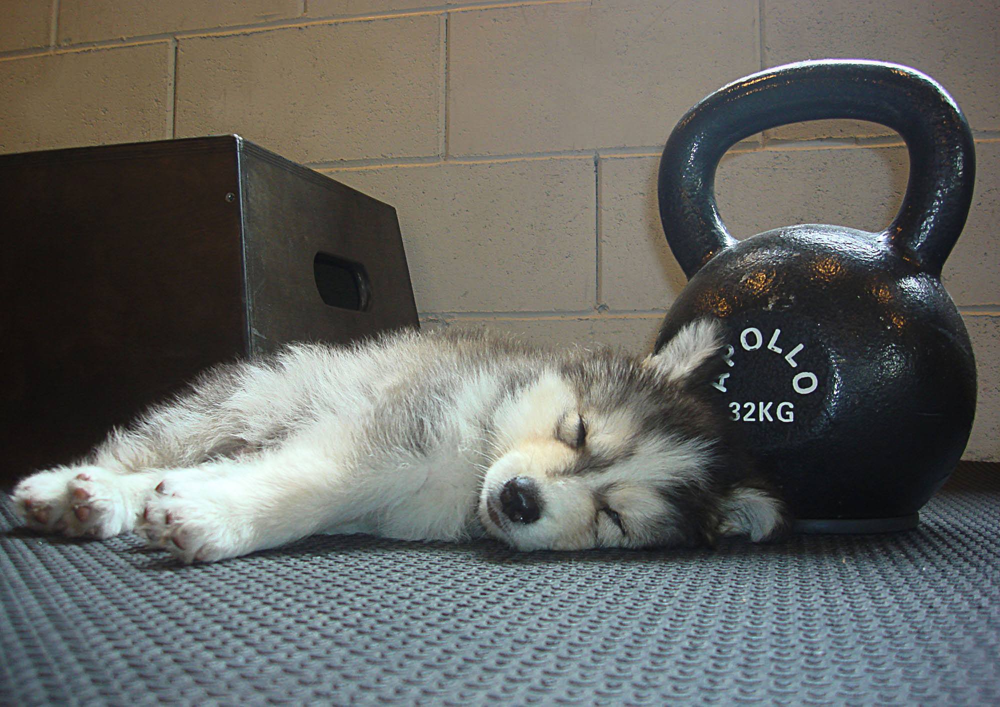 Sleeping in the gym