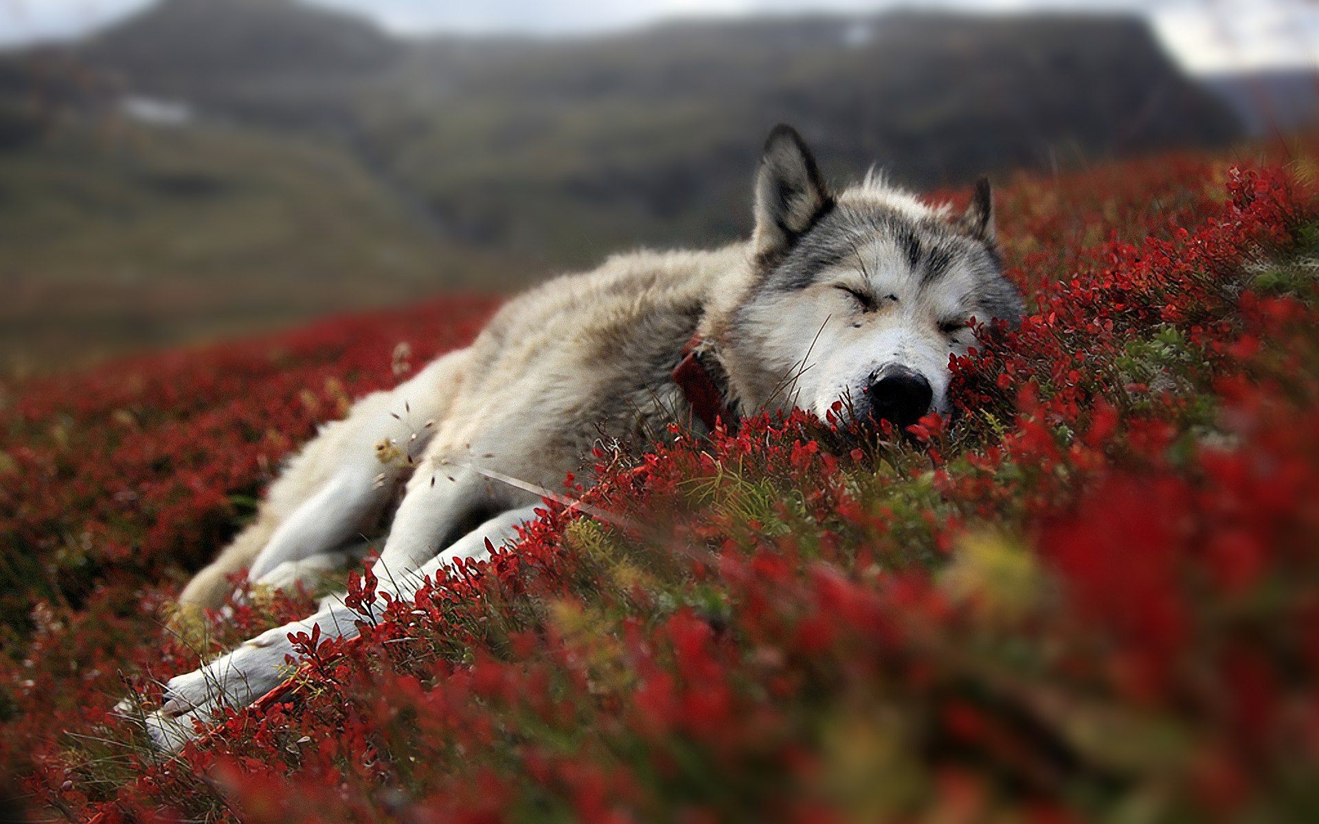 Wolf resting in field