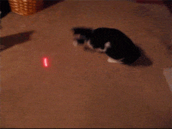 cat-chasing-laser