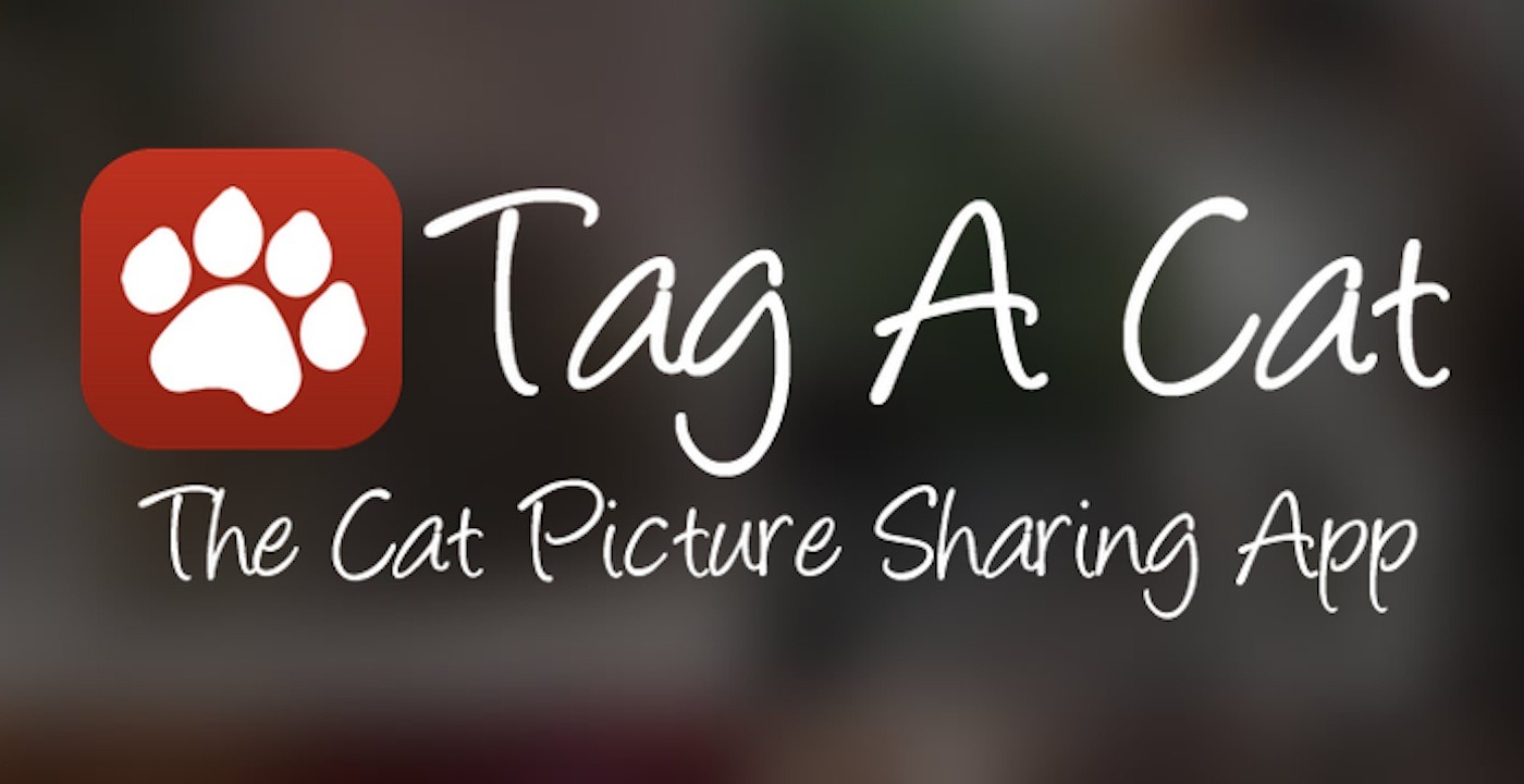This Photo-Sharing App Is What Every Cat Lover Looks For