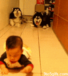 dogs-imitate-crawling-baby