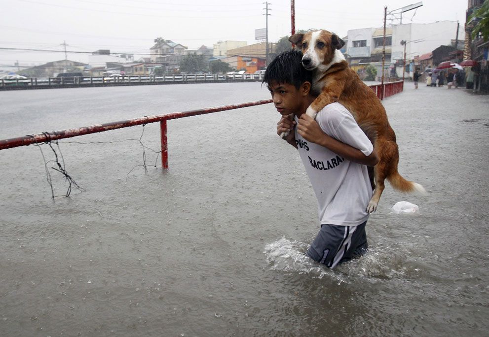 flood dog