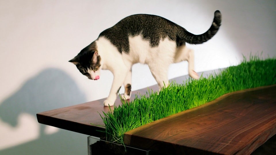 Catnip table for humans and cats