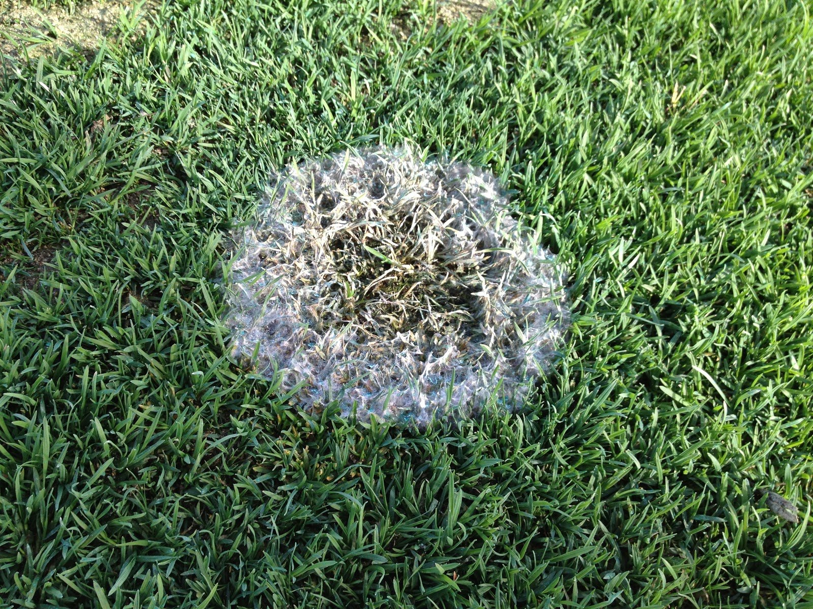 Deal With Snow Mold Effectively In A Way Most People Don’t Know