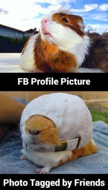 facebook-profile-picture-versus-photo-tagged-by-friends-guinea-pig