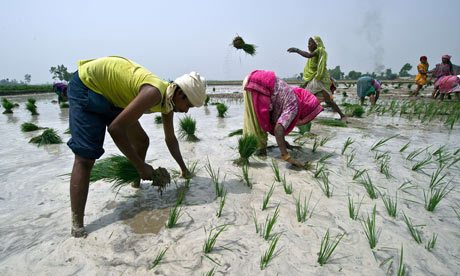 TOPSHOTS Indian farmers sow a paddy in