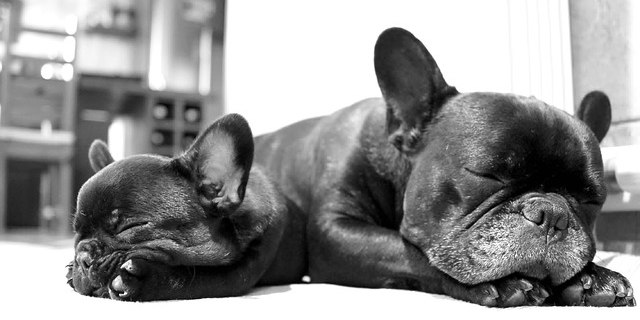 sleeping bulldogs