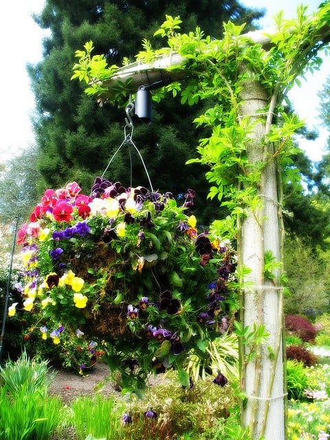 how-to-create-overflowing-hanging-baskets1