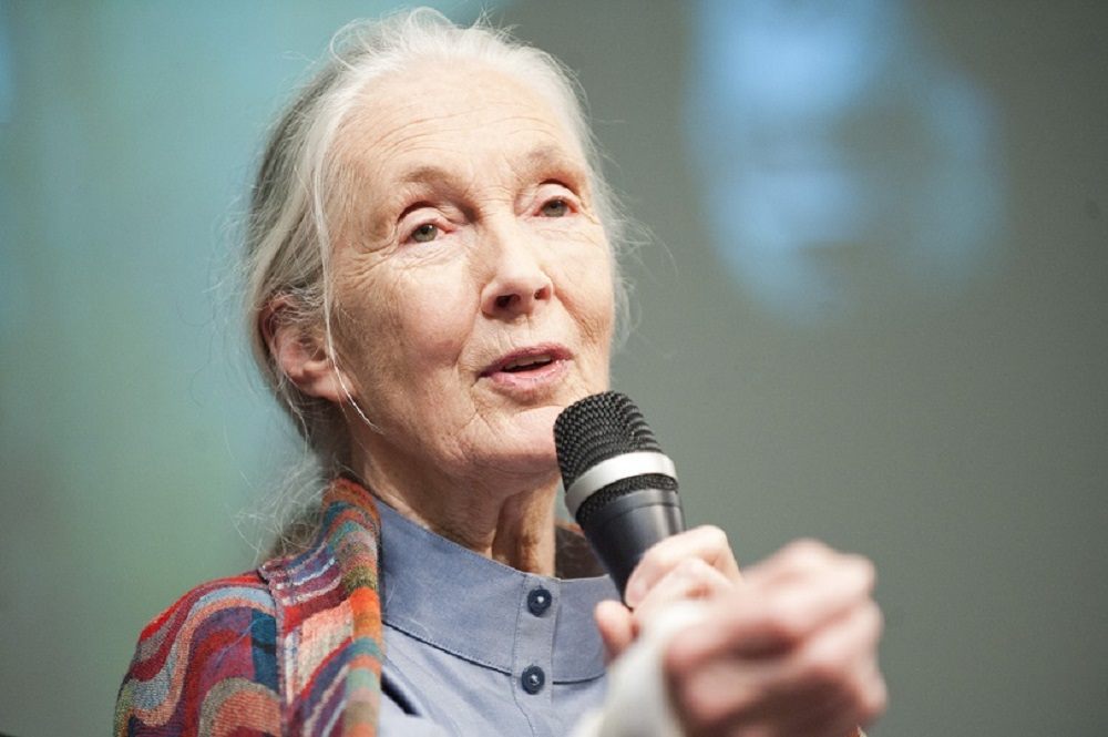 15 Life Lessons Learned From Primatologist Jane Goodall