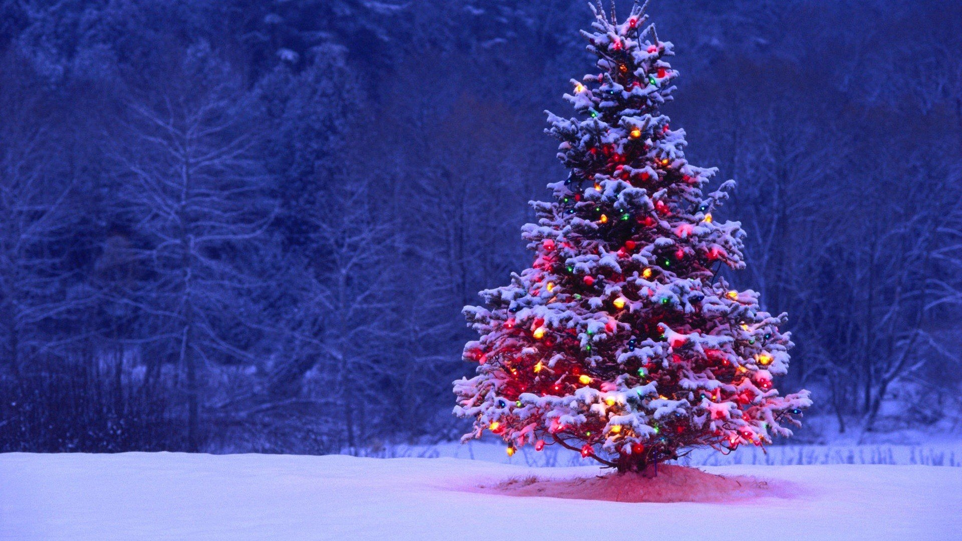 18 Most Beautiful Christmas trees around the World