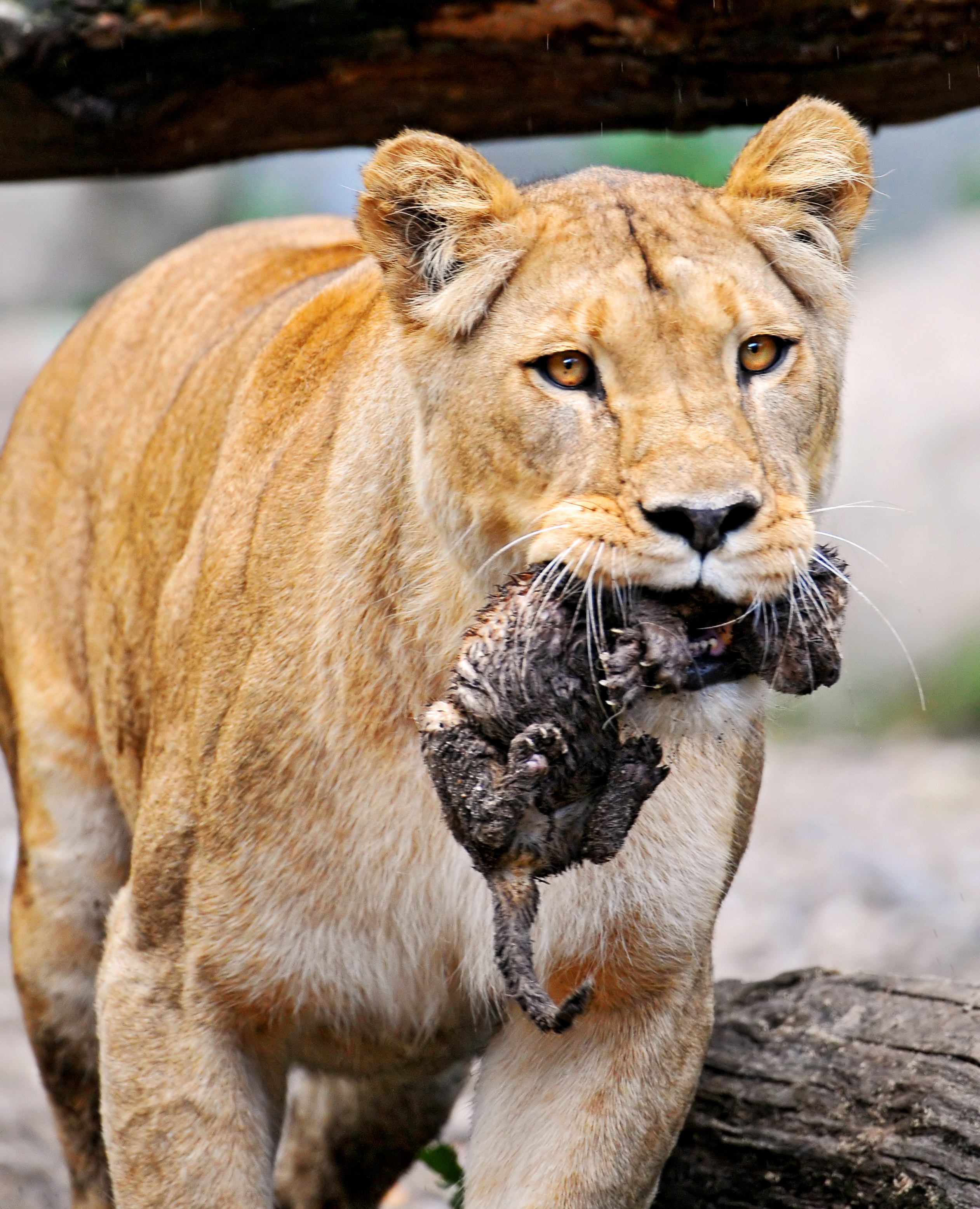 10_Lioness carries newborn