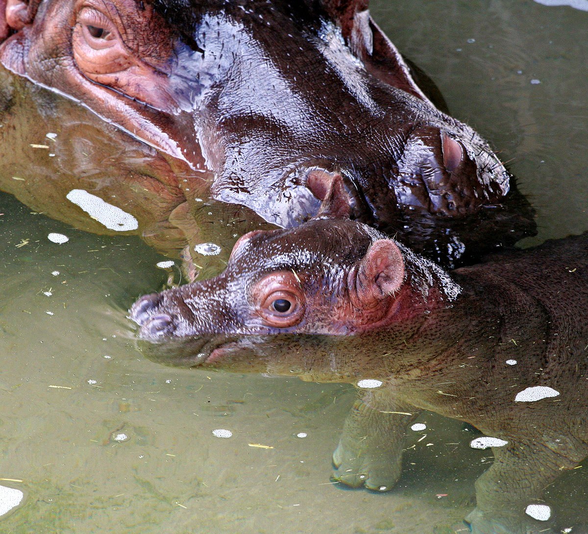 11_Mama Hippo and Baby Bath