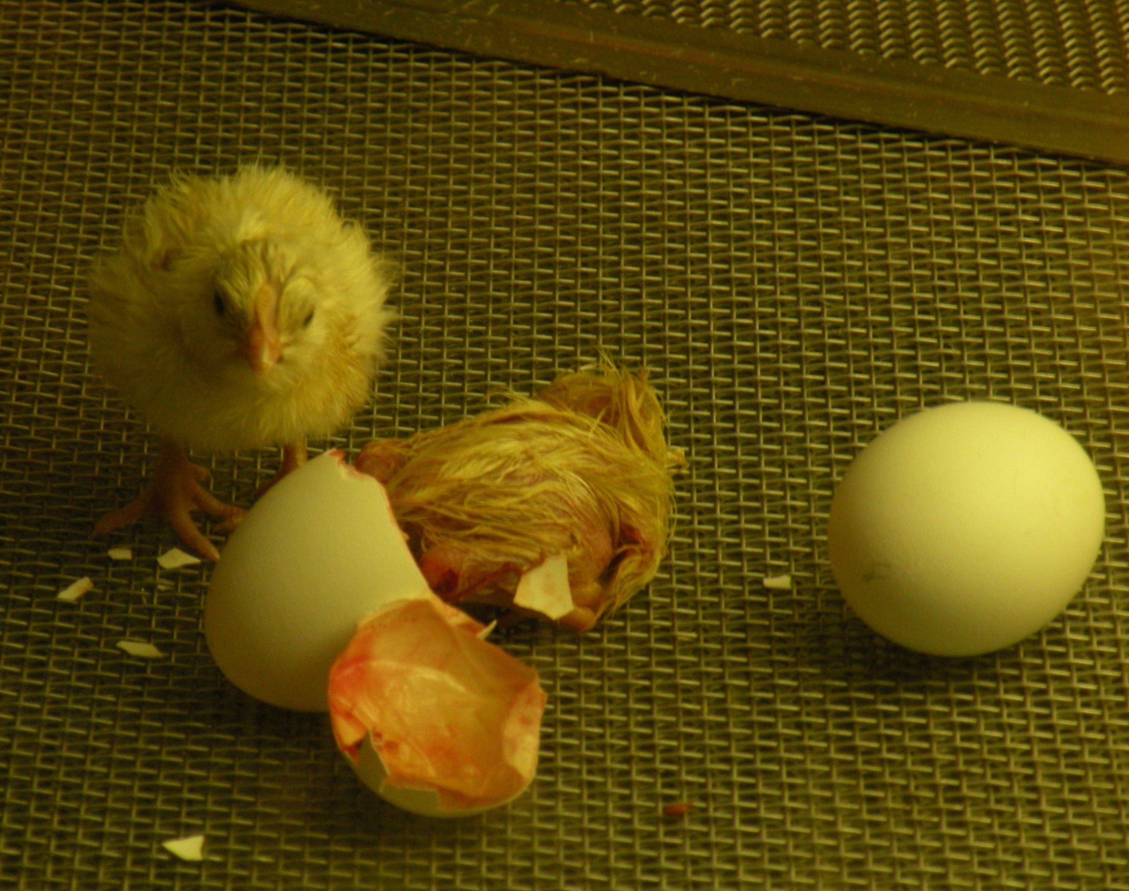 16_Newly-hatched chick