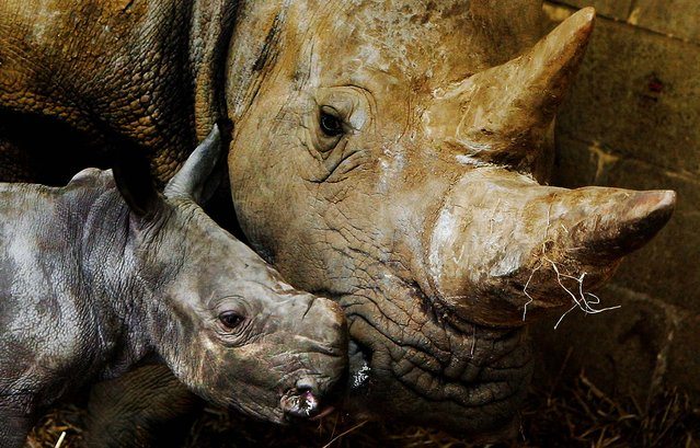 18_Rhino calf and baby