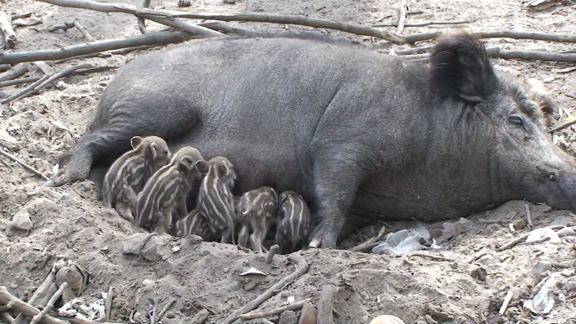 21_Wild boar and babies