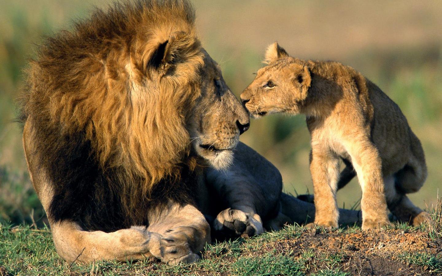 24_Father lion and cub