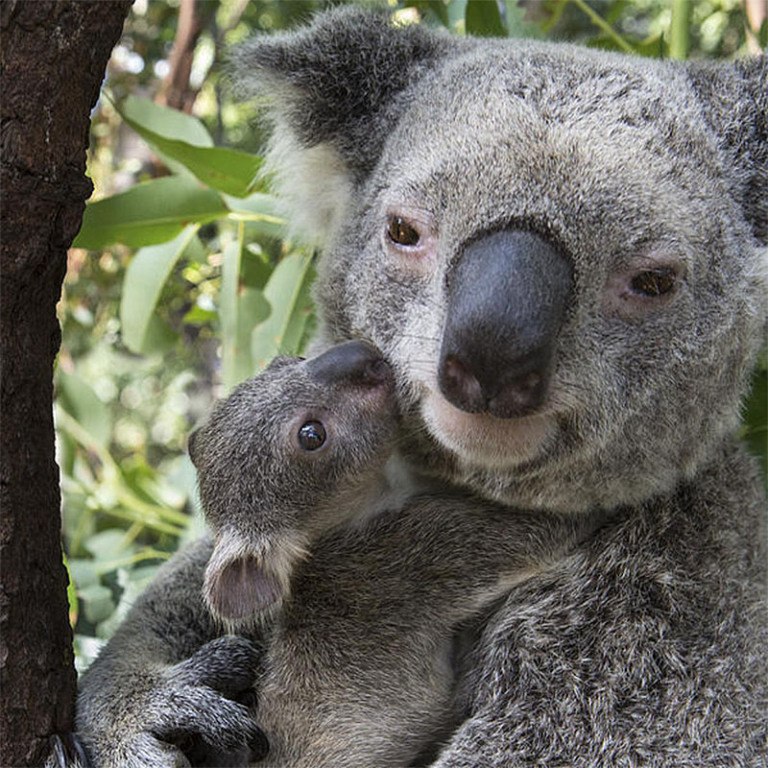 25_Mother koala and baby