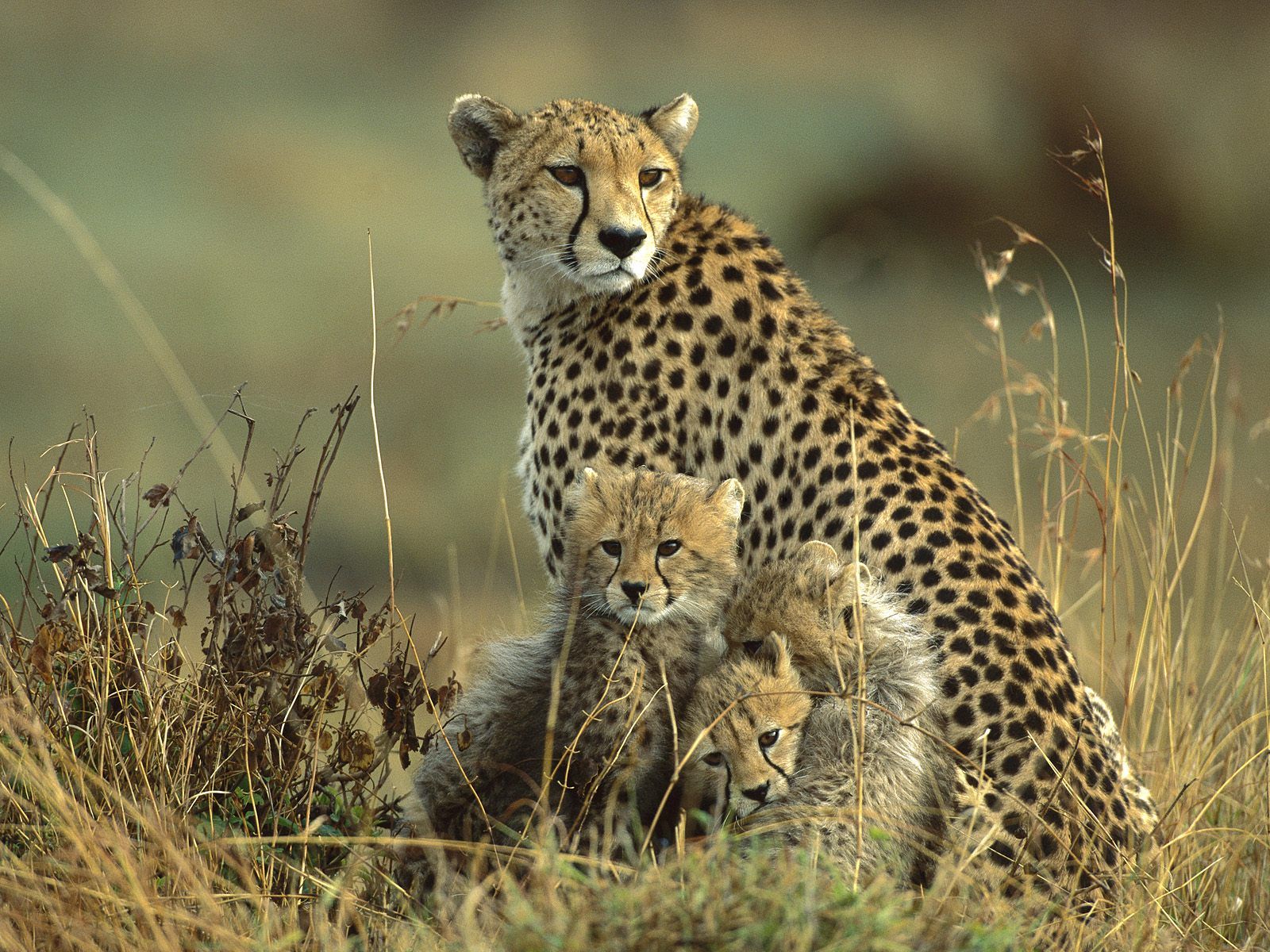 28_mother cheetah and cub