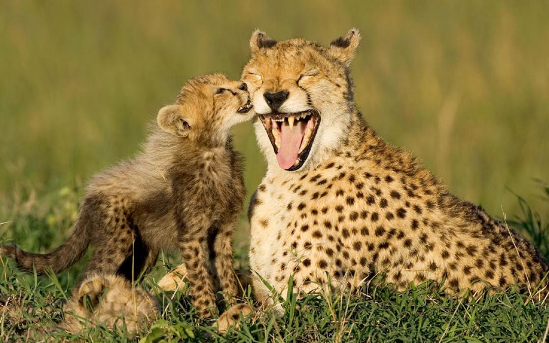 30_baby cheetah licks mama cheetah