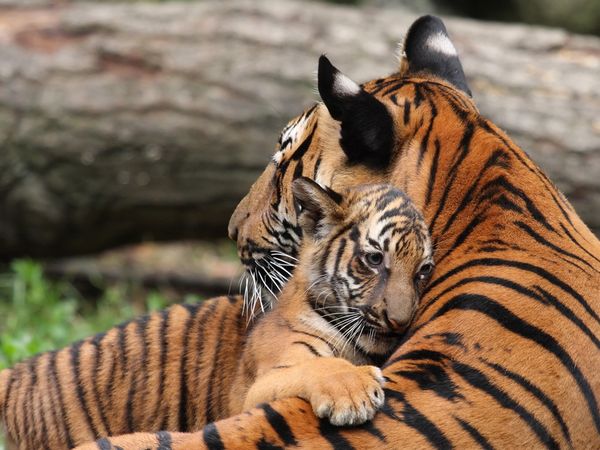 31_mother tigress and cub