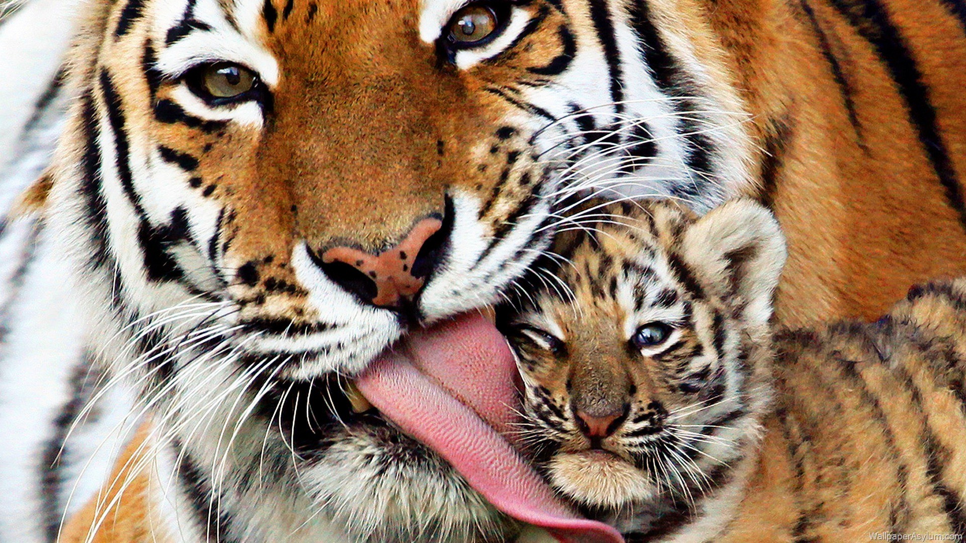 32_mother tigress and cub