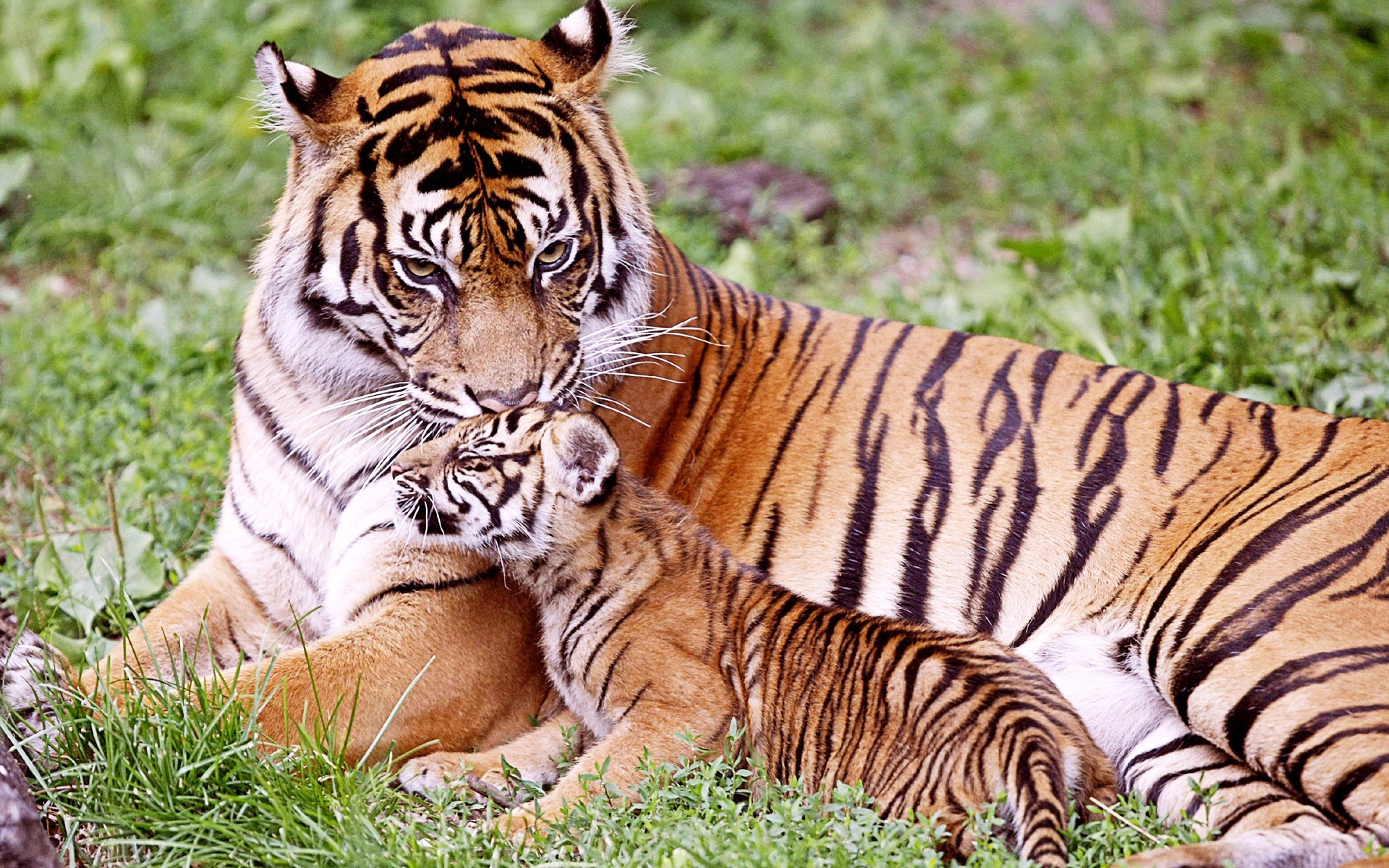 33_mother tigress and cub