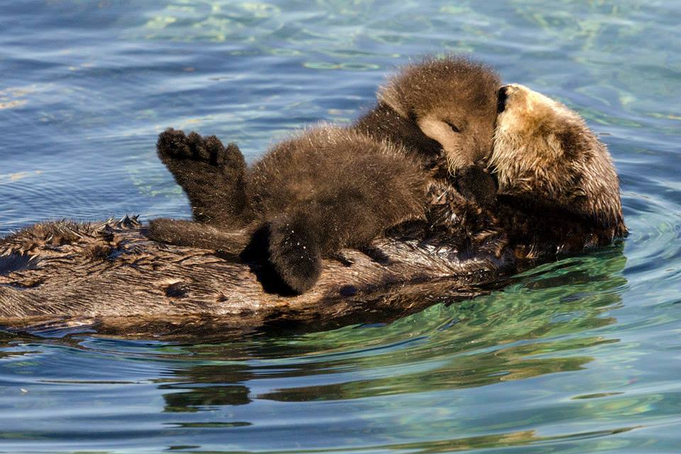 35_mother sea otter and baby