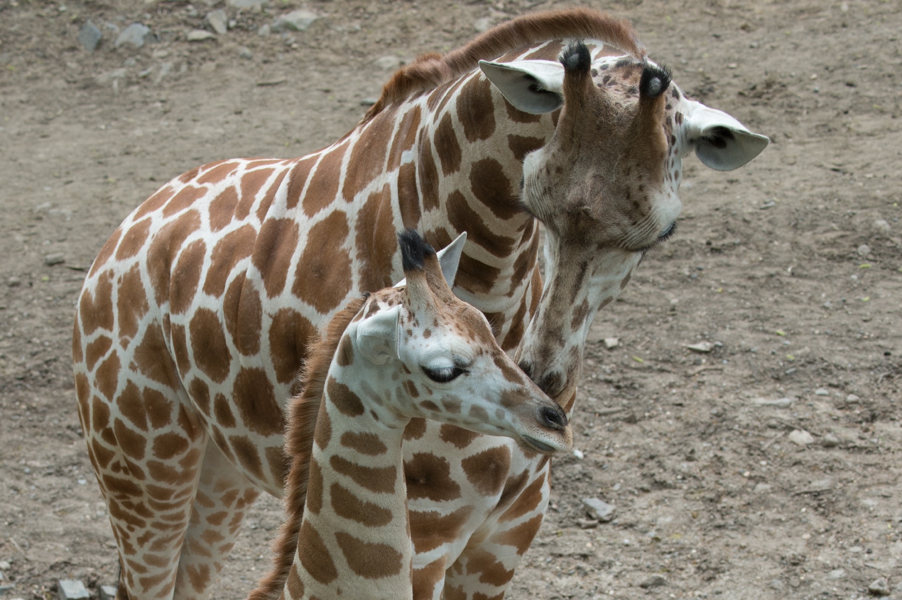 38_newborn giraffes