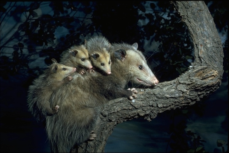 42_mother opposums and babies