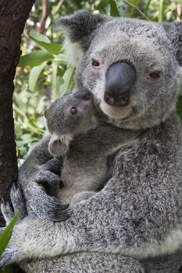 44_mother koala and joey