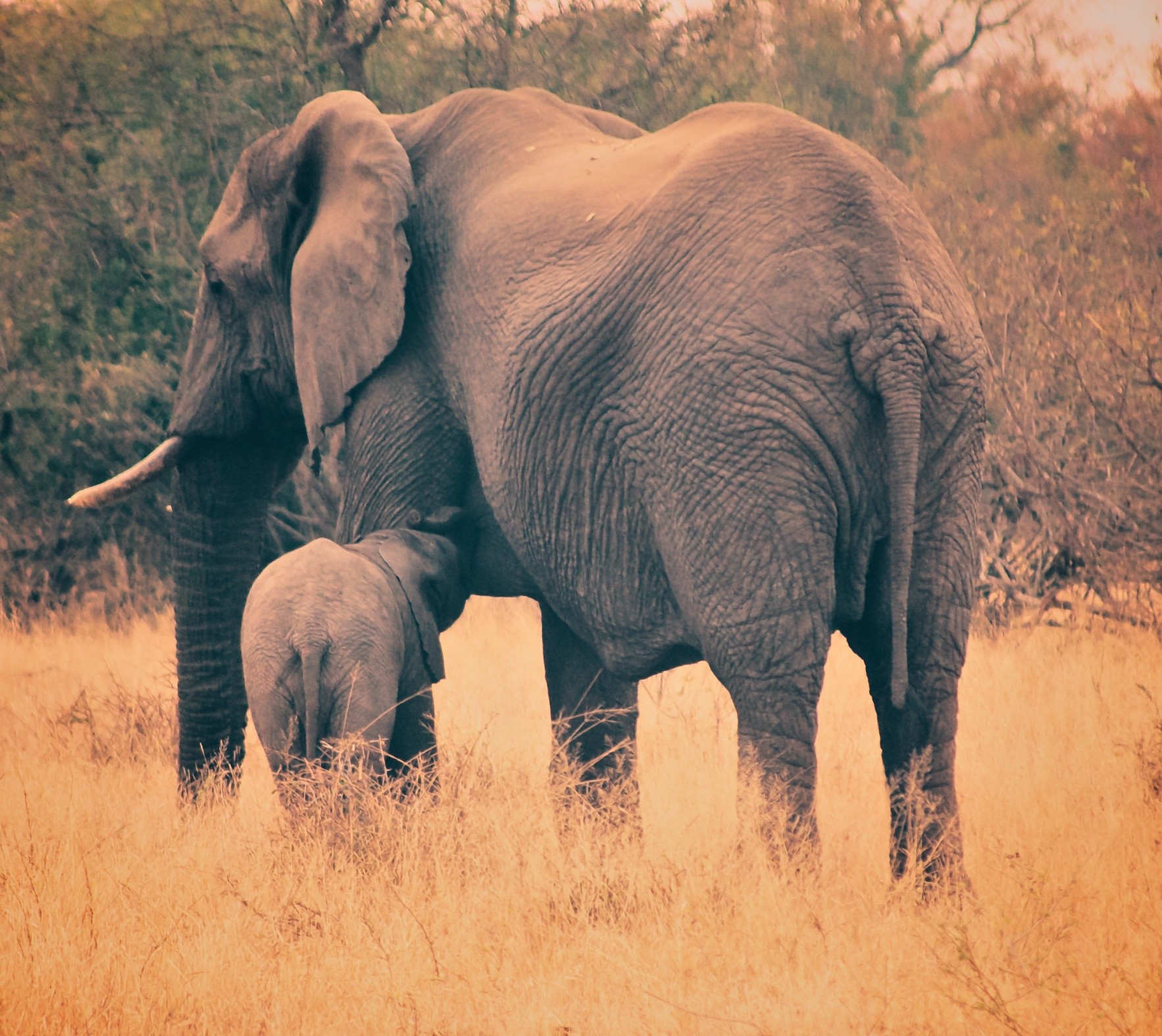 5_Elephants & Newborn in Safari