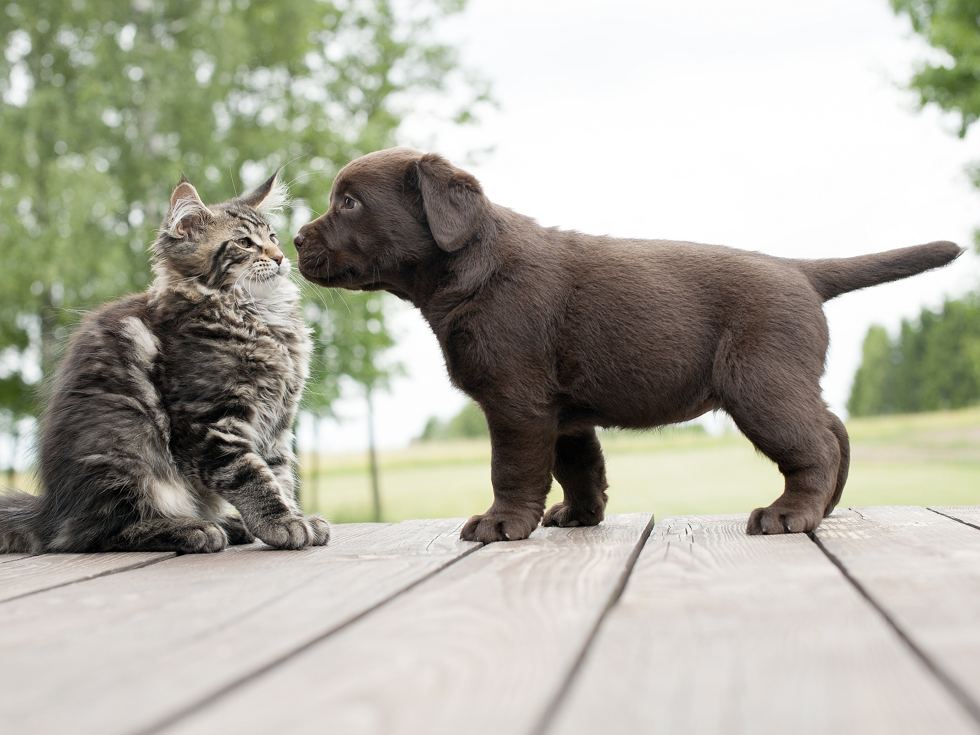 10 Differences Between Dog Lovers And Cat Lovers