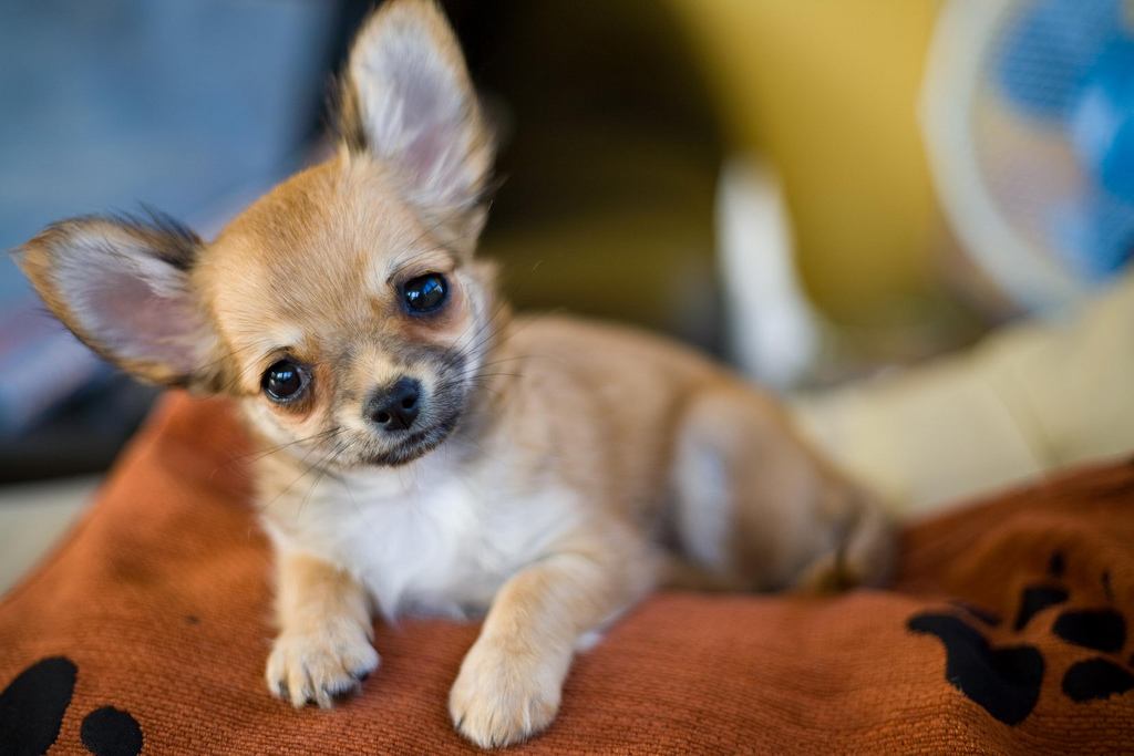 10 Apps That Every Dog Lover Should Have