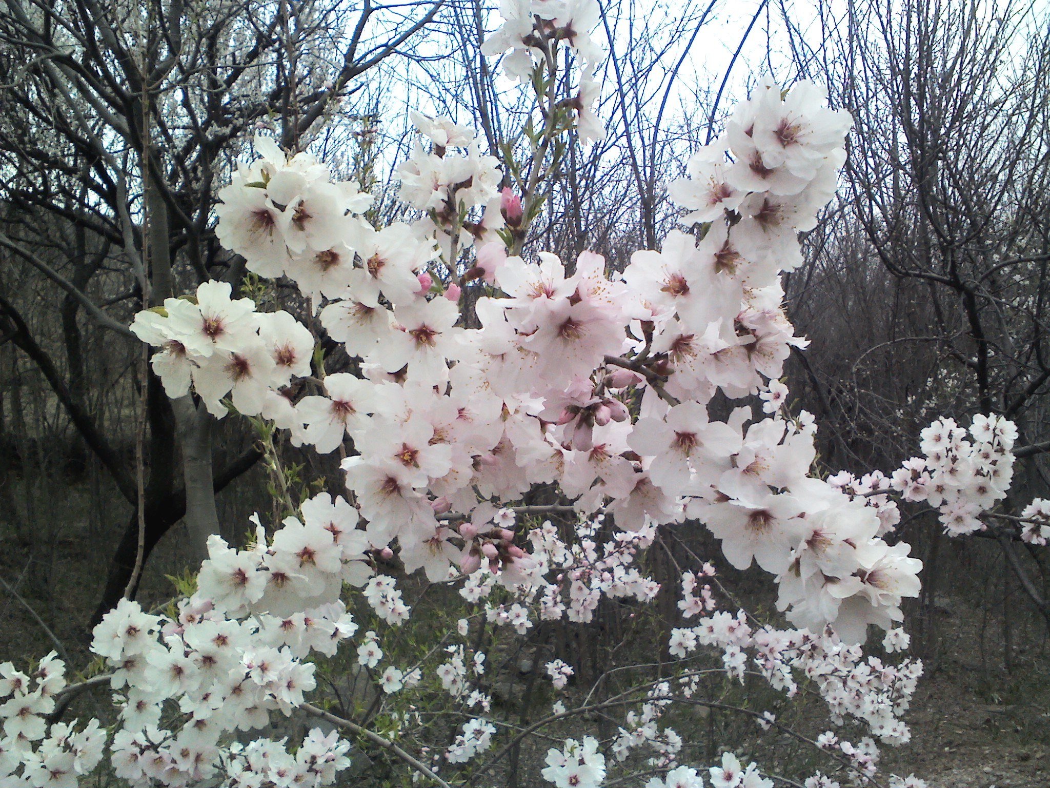 Apricot_tree_flowers