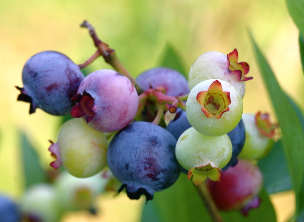 Do You Know Where Your Fruit Comes From? Read This To Find Out