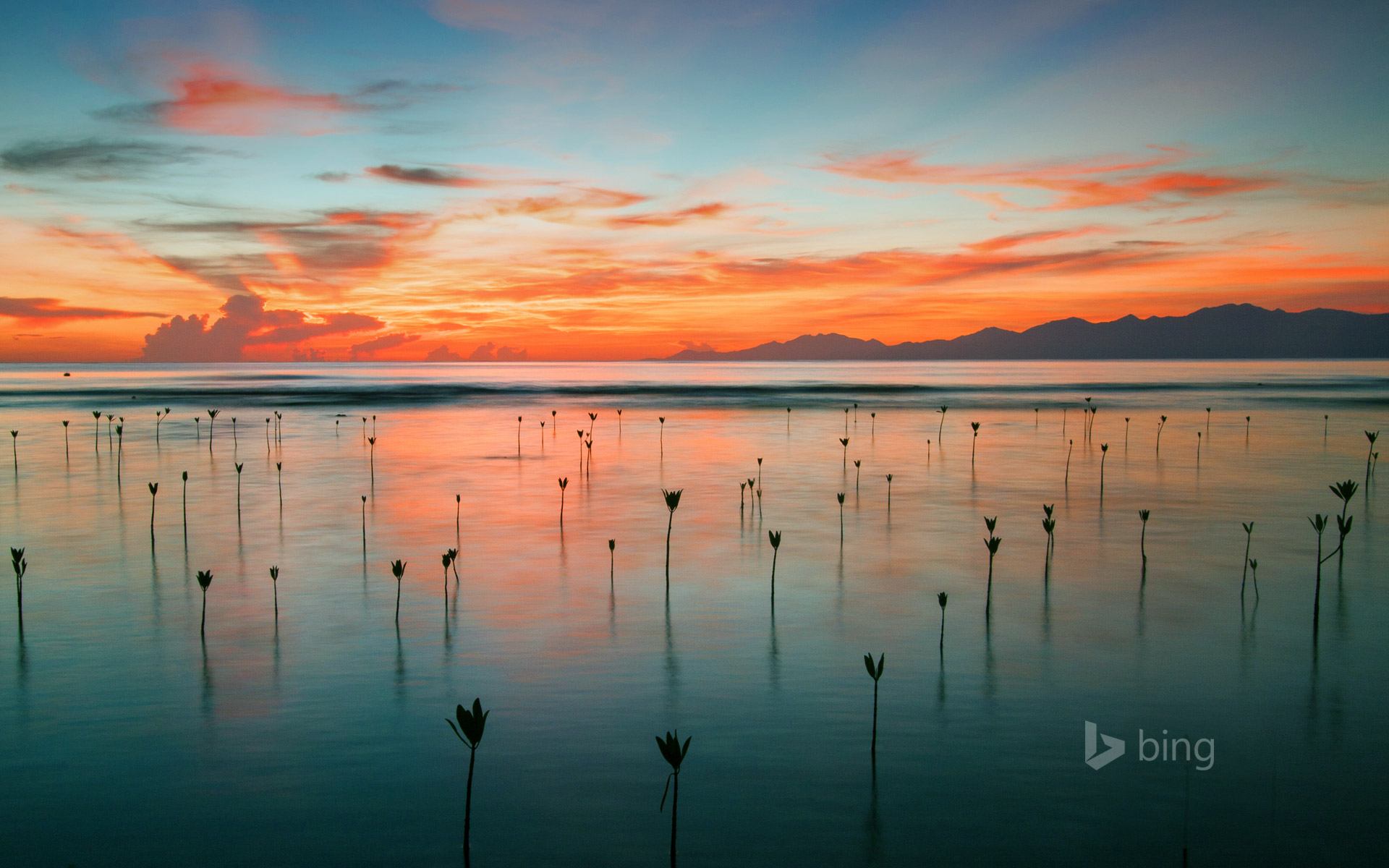 Bing's Homepage Gallery Offers The Most Beautiful Wallpapers Imaginable ...