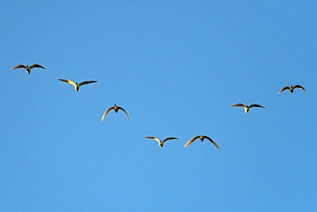 birds in flight flcr