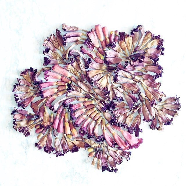 dried-trumpet-flowers